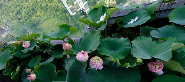 Sen còn có mùi hương cực kì dễ chịu vào mỗi buổi sớm mai. Ảnh: Tiền phong