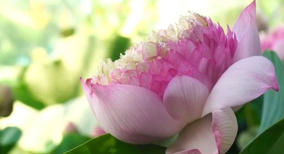 Theo anh Tùng, mùa hè miền Bắc thường nóng nên các loại hoa hầu như đều không chịu được. Trong khi đó, sen cực kỳ ưa nắng, nắng càng nhiều thì hoa nở càng sai bông mà trồng lại rất dễ không phải chăm bón nhiều. Ảnh: Vnews.