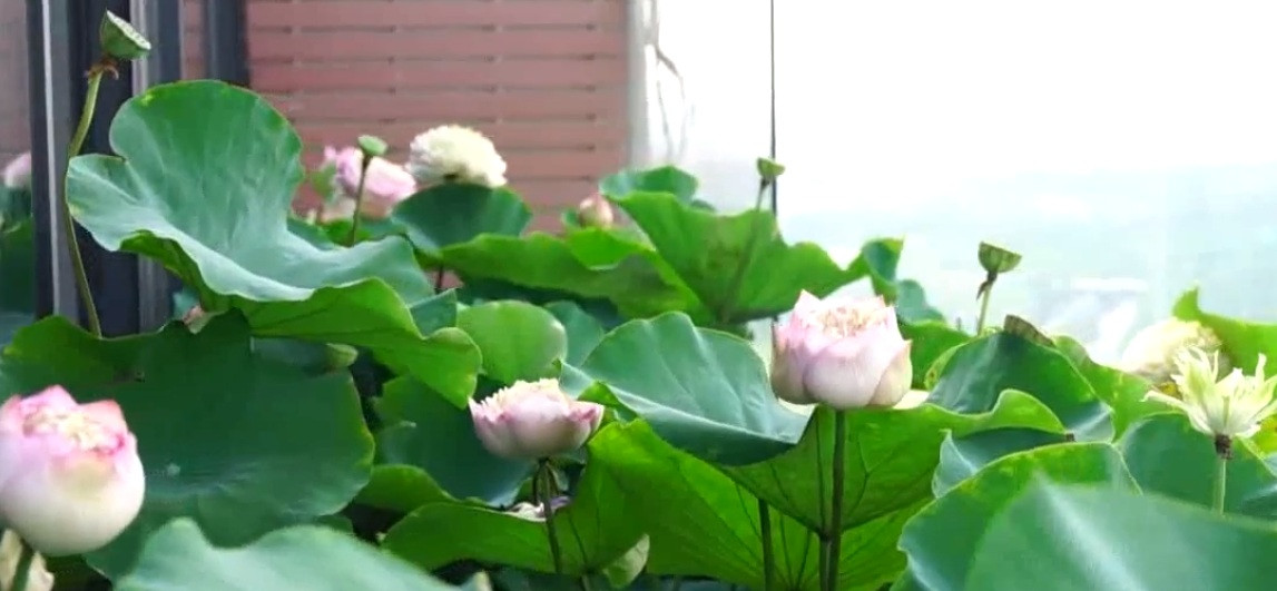 Ít ai có thề hình dung, những bông sen đẹp và to như thế này lại được trồng trên một tầng thưọng của một toà chunng cư cao tầng. Ảnh: Vnews.