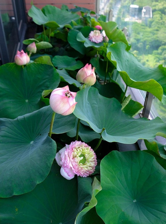 Mùa đông, anh Tùng thường thay hoa súng hoặc bèo lá to vào để che phủ mặt nước, cũng có một vẻ đẹp riêng. Ảnh: Tiền phong