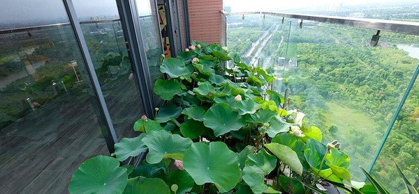 Đáng chú ý, vợ chồng anh Tùng thiết kế hẳn một hồ sen rộng 5m2 ngoài ban công. Ảnh: Tiền phong