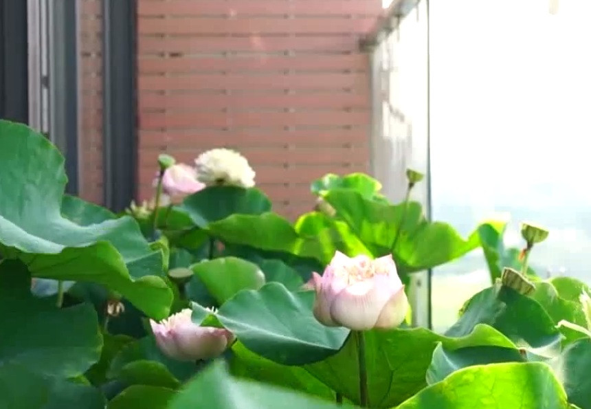 Vợ chồng anh Tùng từng chia, ngăn hồ để trồng đủ loại sen hiếm, có lúc lên tới 10 loại gồm bạch liên, S1000, supper lotus, hoàng yến, sen Nhật, sen Thái...Ảnh: Vnews.