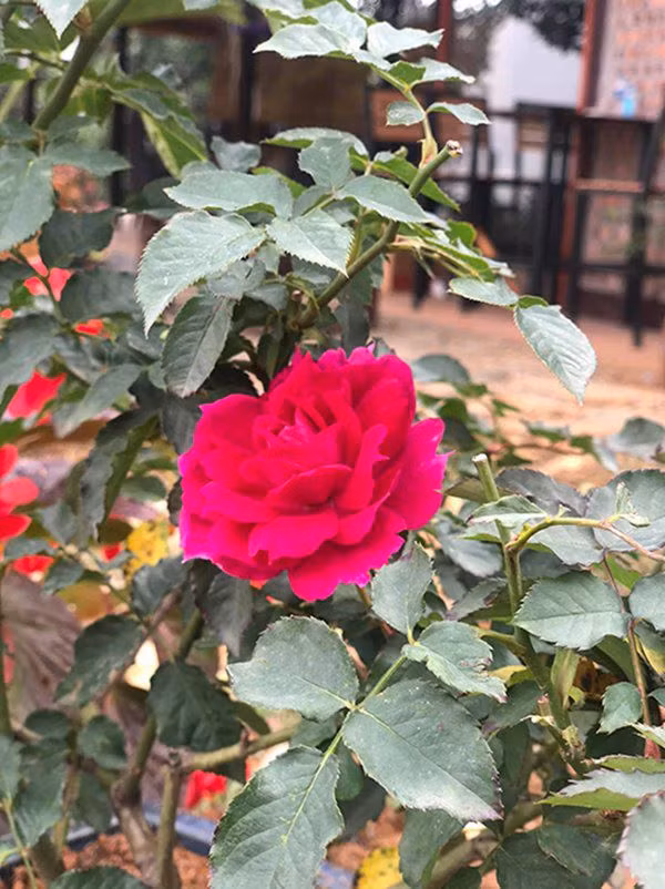 Vợ chồng ca sĩ Việt Hoàn còn trồng rất nhiều hoa trong khuôn viên trang trại. Ảnh: Thoidaiplus.