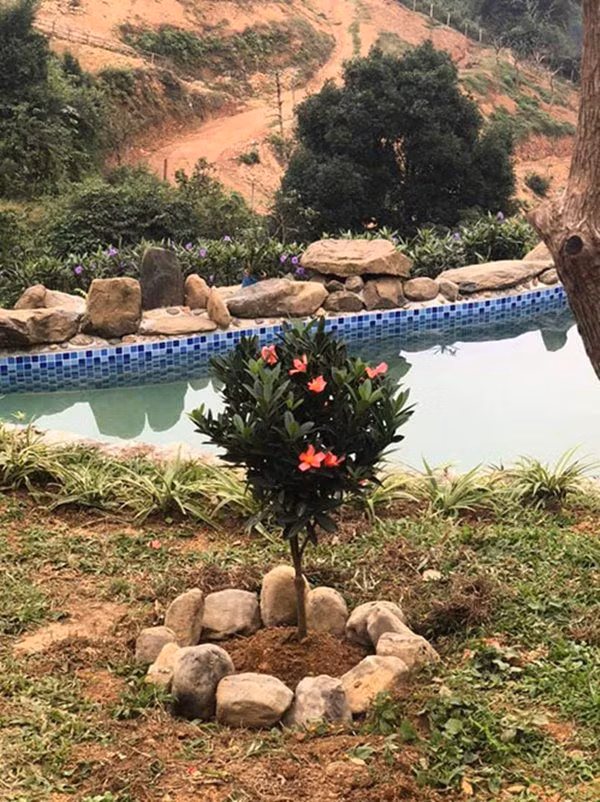 Hoa trà tứ quý trồng ngay cạnh hồ bơi. Ảnh: Thoidaiplus.