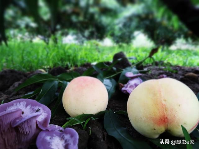 Mức giá đắt đỏ khiến nhiều cư dân mạng cho rằng đây là loại đào chỉ dành cho giới nhà giàu. Nguồn ảnh: Weibo, sohu