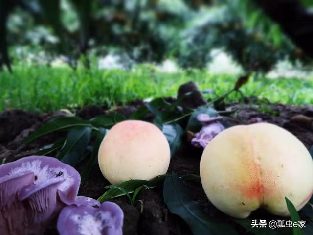 Mức giá đắt đỏ khiến nhiều cư dân mạng cho rằng đây là loại đào chỉ dành cho giới nhà giàu. Nguồn ảnh: Weibo, sohu