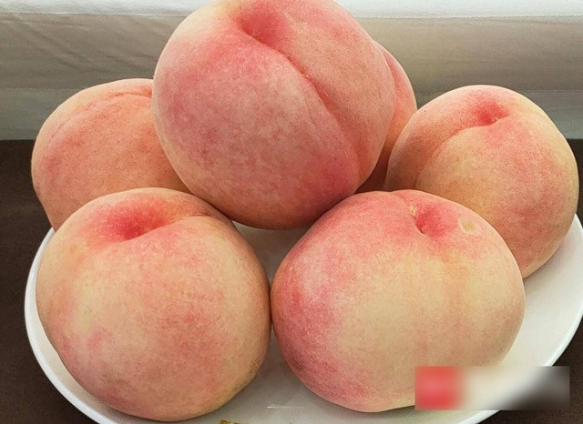 Tại Trung Quốc, loại đào này có giá lên tới 900.000 đồng/kg.