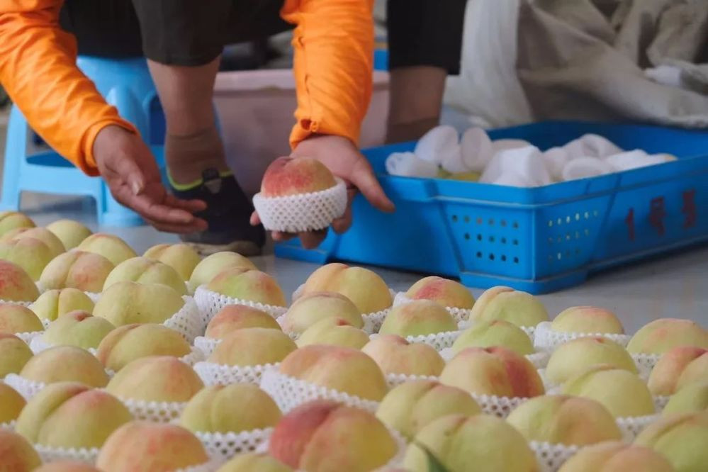 Được biết, đây là giống đào đặc sản nổi tiếng của thị trấn Dương Sơn, thành phố Vô Tích, Giang Tô, Trung Quốc. Đào có vỏ ngoài màu hồng sáng, căng mịn.