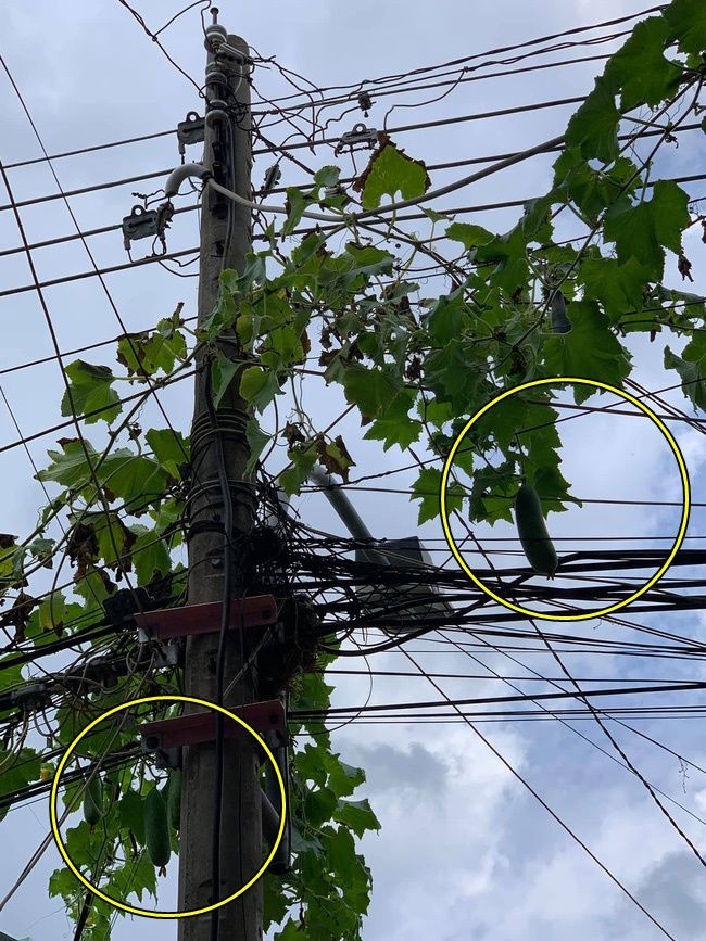 Cây bí đao "nhẫn tâm" nhất quả đất. Tuy xanh tốt và sai trĩu quả nhưng quả leo tít lên ngọn cây cột điện khiến gia chủ chỉ biết đứng nhìn trong vô vọng. Ảnh: Kênh thư giãn