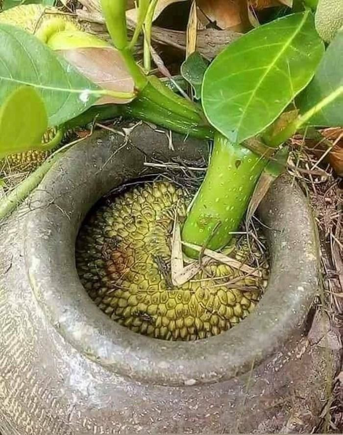 Muốn thưởng thức trái mít thì chỉ còn cách phá vỡ cái chum. Ảnh: FB T.G