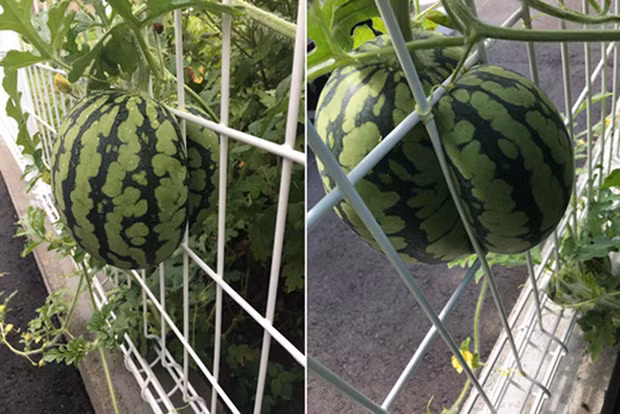 Khi bổ quả dưa hấu chắc phải người đứng ngoài - đứng trong cùng đỡ. Ảnh: Doanh nghiệp &amp; Tiếp thị