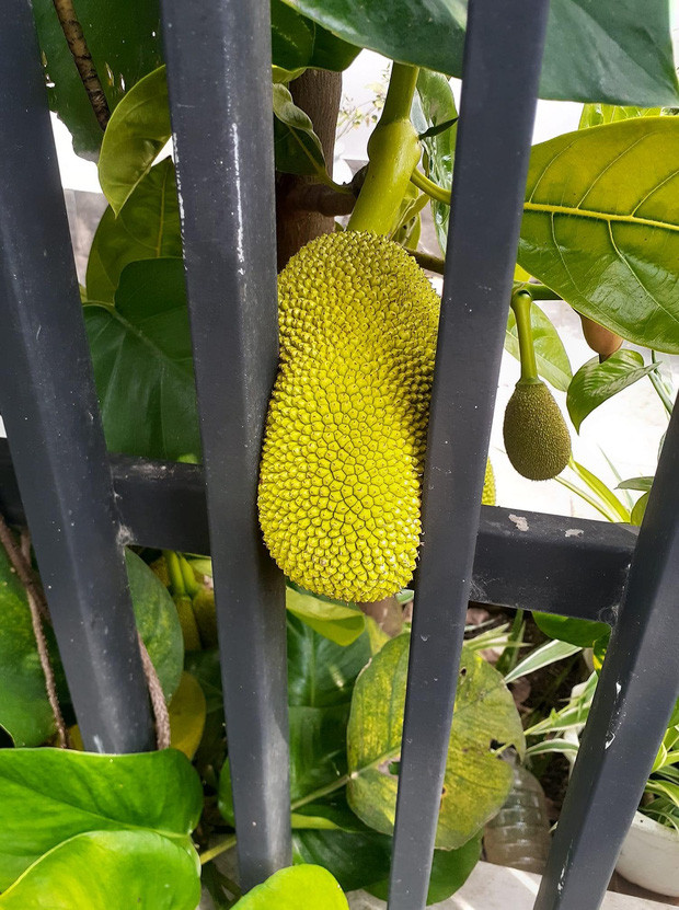 Một quả mít khác mọc ở chỗ "hiểm hóc" khiến dân mạng không nhịn được cười. Ảnh: Hồng Nhiên