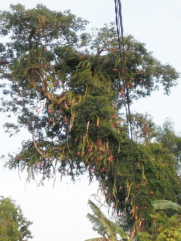 Cây thanh long cho trái đỏ cả một góc trời nhưng gia chủ không biết hái thế nào? Ảnh: Kênh thư giãn