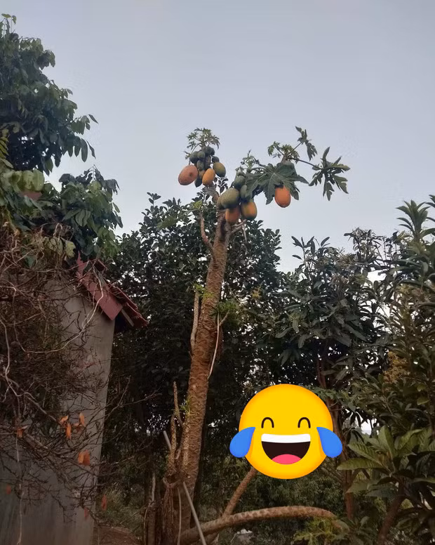 Đu đủ chín mà chưa biết hái bằng cách nào. Ảnh: Doanh nghiệp &amp; Tiếp thị