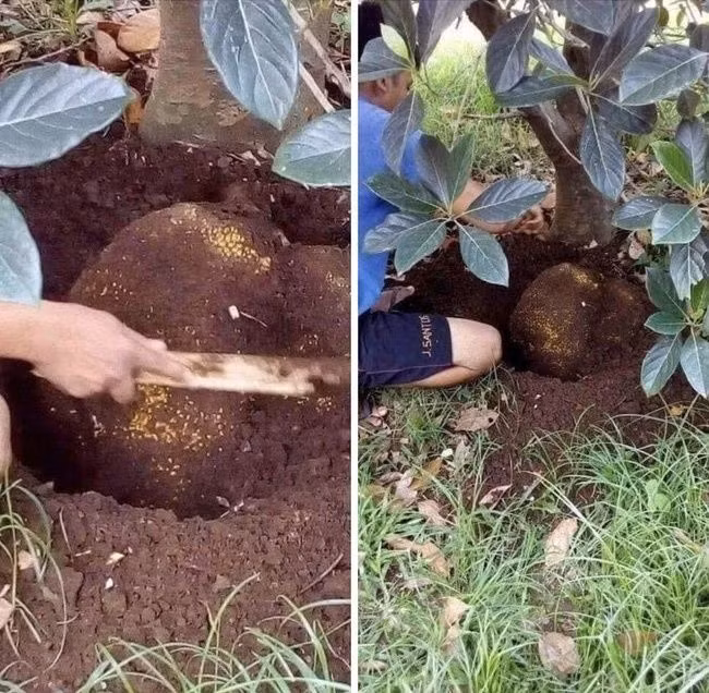 Muốn lấy được trái mít khổng lồ thì phải biết cách đào đất. Ảnh: Đỉnh