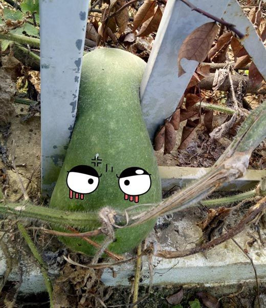 Làm sao để hái được trái bí vẫn còn là bài toán chưa tìm ra lời giải đáp. Ảnh: Doanh nghiệp &amp; Tiếp thị