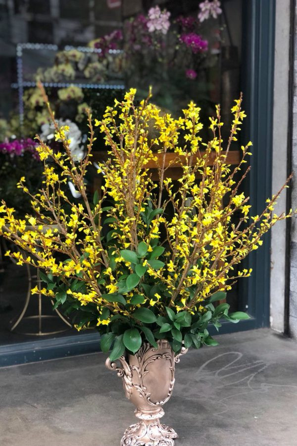  Hoa mai Mỹ được ưa chuộng trong mỗi dịp Tết bởi độ bên cao, có thể cắm chơi khoảng 3 tuần hoặc lâu hơn.