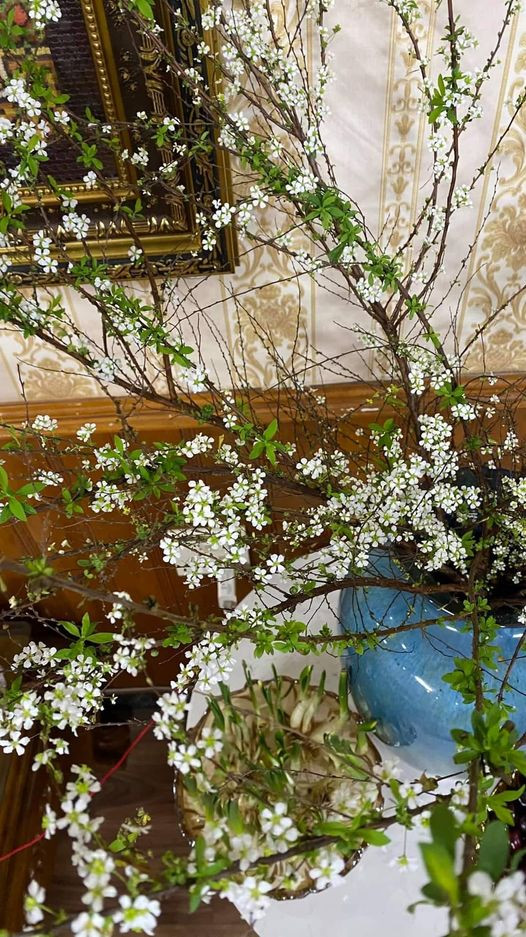 Xuất hiện tại Việt Nam khoảng 3 năm trước, tuyết mai hiện vẫn là loại hoa nhập khẩu được chị em lựa chọn trưng trong nhà dịp Tết.