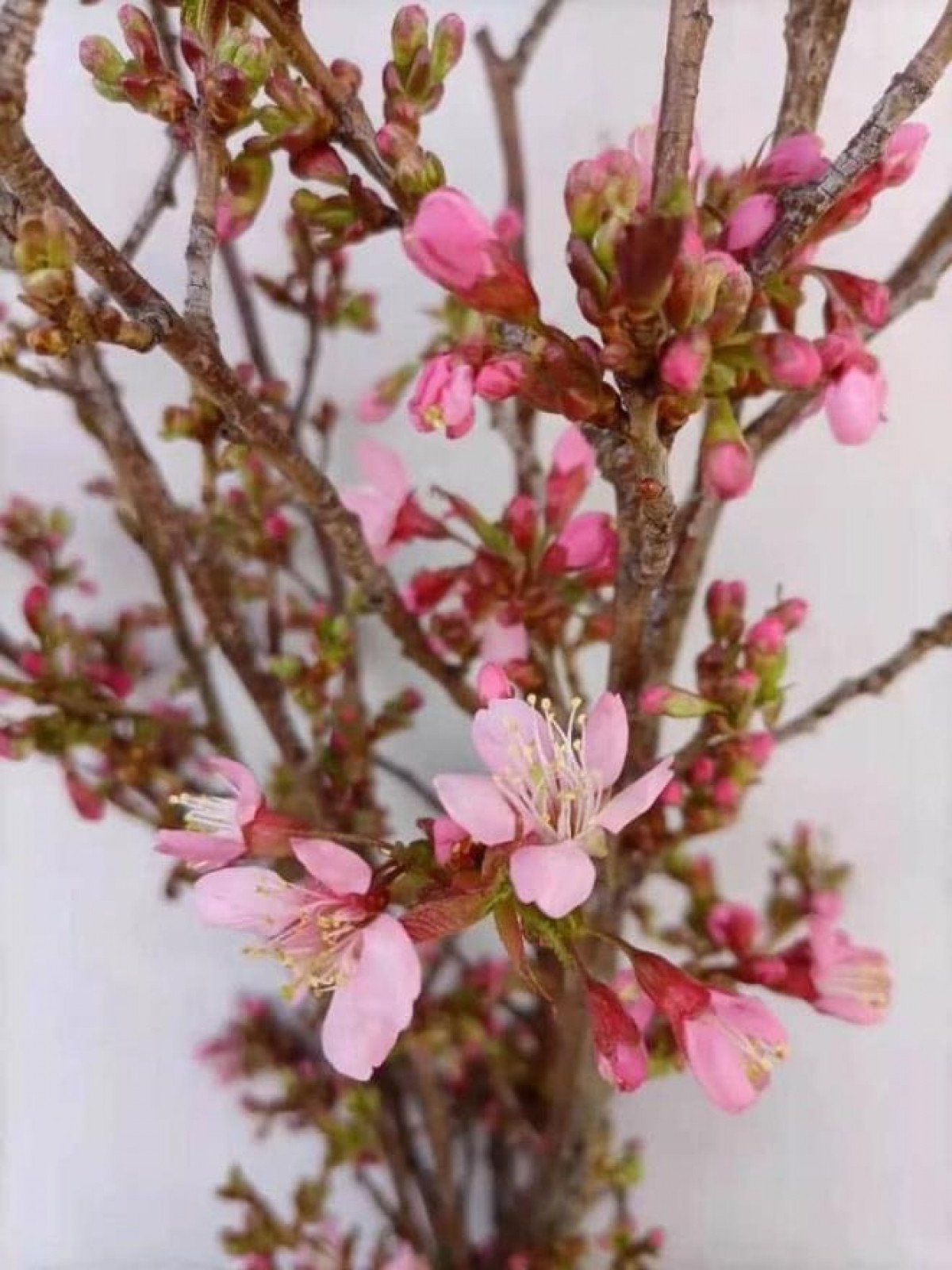 Theo đó, hoa anh đào Trung Quốc giá chỉ từ 130.000 - 150.000 đồng/bó, mỗi bó khoảng 4-5 cành, rẻ hơn nhiều so với hoa anh đào Nhật Bản.