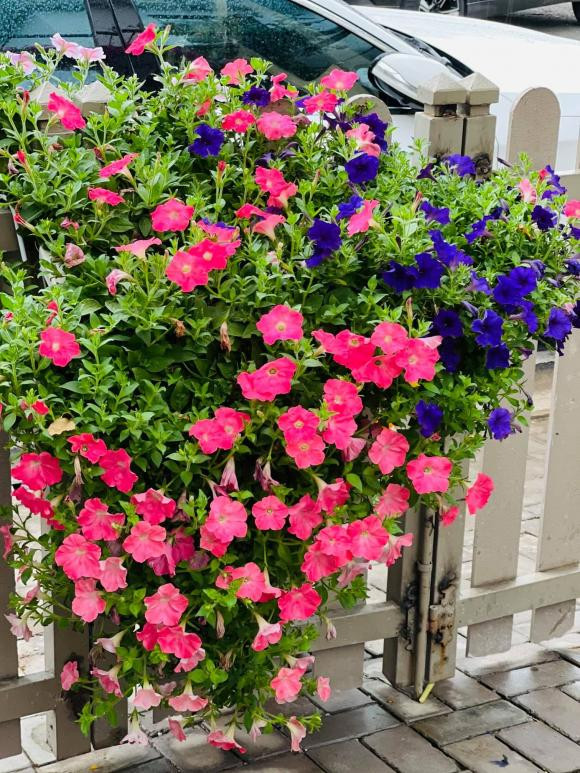 Các loại hoa đua nhau khoe sắc. Nguồn ảnh: FBNV