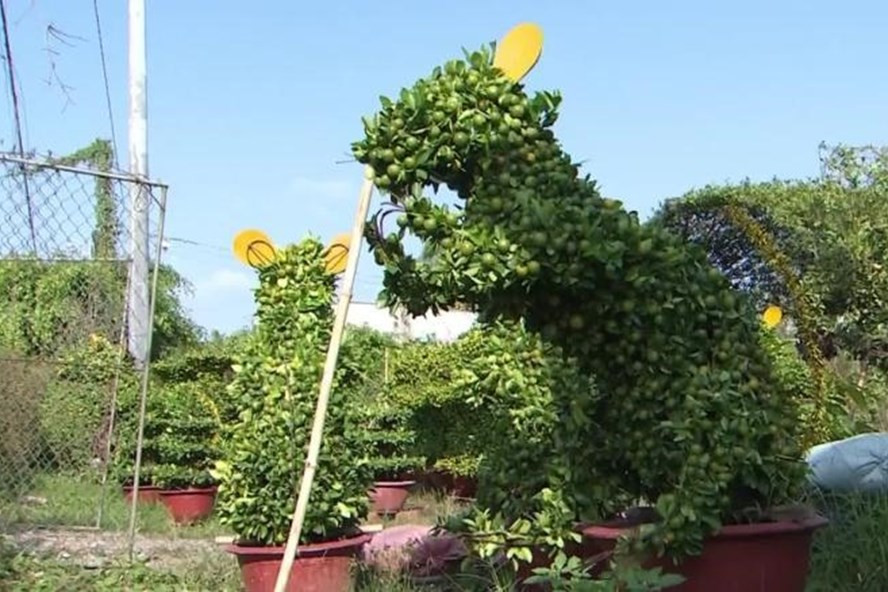 Khi những cây quất bonsai này càng chín, chúng có giá càng cao, có cây lên đến 215 USD (5 triệu đồng). Ảnh: CNN