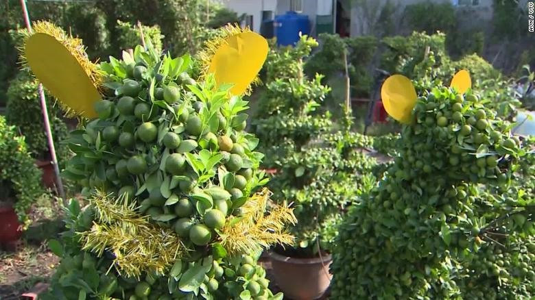 Đầu tháng 1/2020, CNN đưa tin về những chậu quất bonsai hình con chuột độc đáo người dân Việt Nam nghĩ ra để chơi Tết Canh Tý. Ảnh: Ảnh: CNN