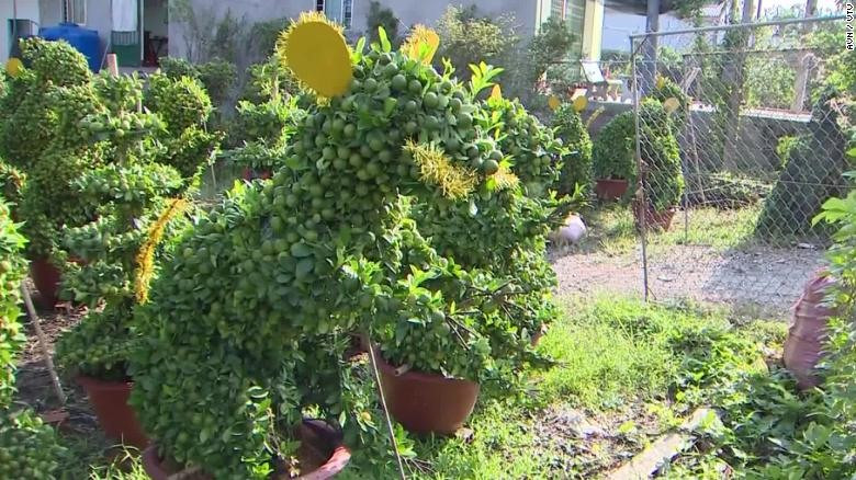 Theo CNN, những cây quất bonsai này mất khoảng một năm để trồng và cần có một bàn tay khéo léo để uốn tỉa. Ảnh: CNN