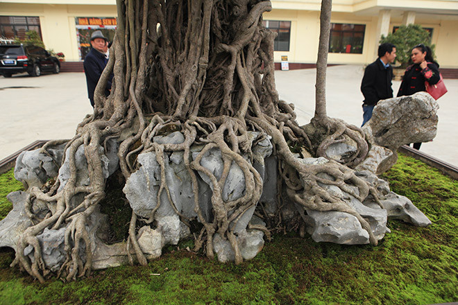 Sở dĩ cây “mâm xôi con gà” tạo được sức hút là bởi nó hội tụ đủ 4 yếu tố “cổ - kỳ - mỹ - văn” và giống như một bức tranh thiên nhiên hoàn thiện với “Tay ngón long quần thụ - Bông tán tản vân - Thân vách dáng làng – Thạch thụ tương sinh”. Ảnh: Dân Việt