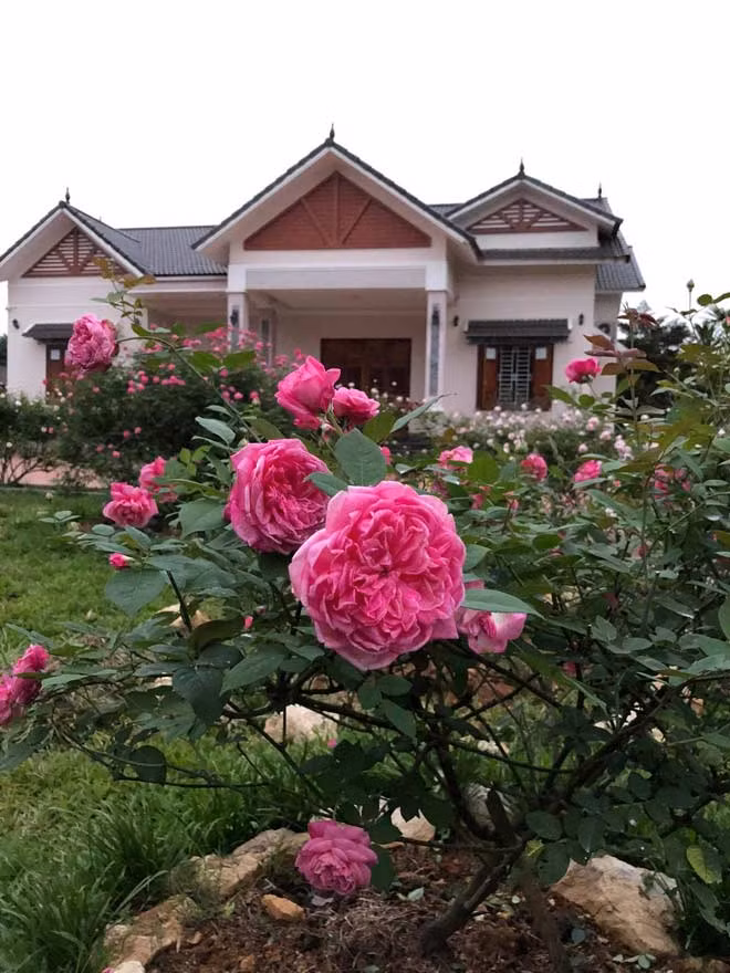 Me man vuon hong rong hang nghin m2 cua ba me Ha thanh-Hinh-7