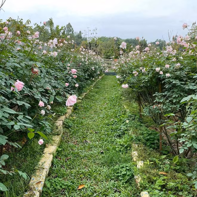 Me man vuon hong rong hang nghin m2 cua ba me Ha thanh-Hinh-9