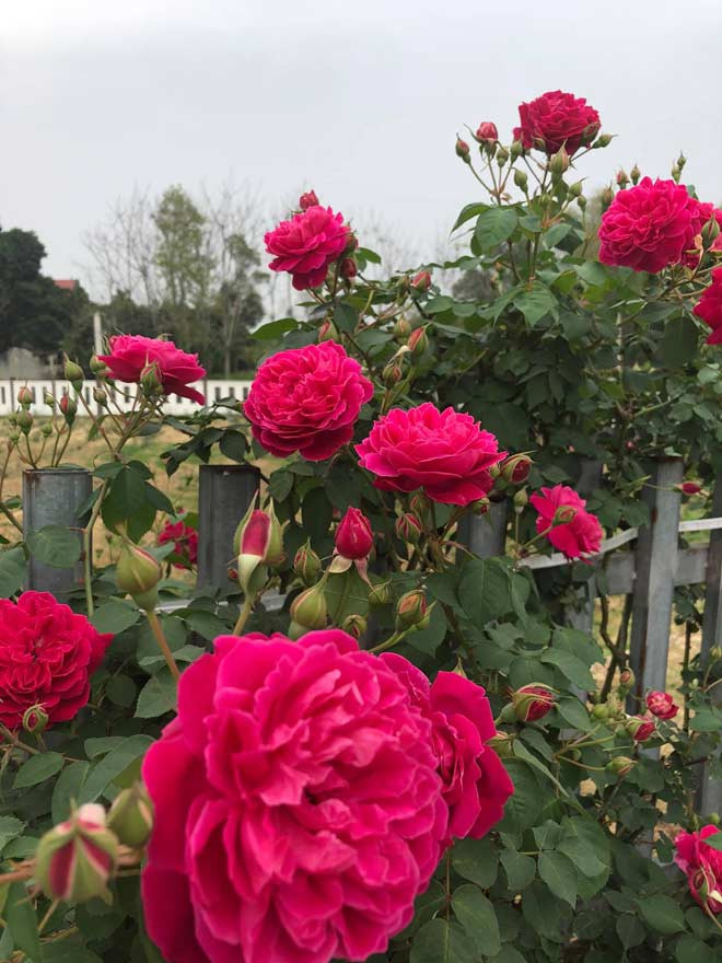 Me man vuon hong rong hang nghin m2 cua ba me Ha thanh-Hinh-6