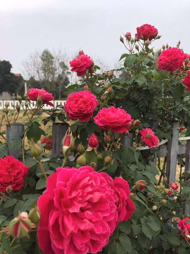 Me man vuon hong rong hang nghin m2 cua ba me Ha thanh-Hinh-6