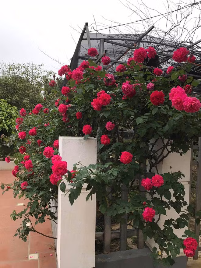 Me man vuon hong rong hang nghin m2 cua ba me Ha thanh-Hinh-3