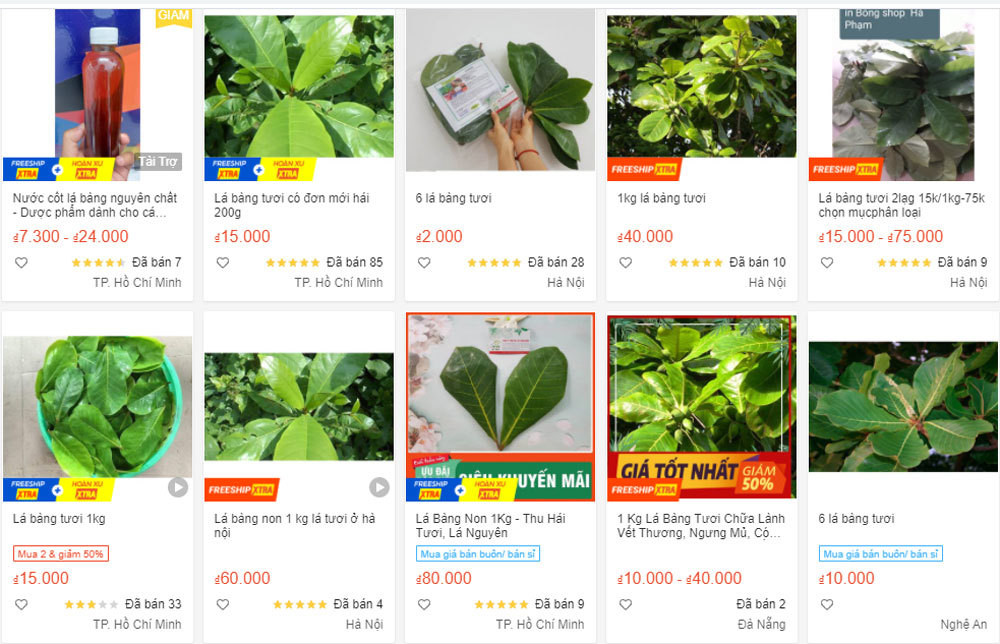 Thời gian gần đây, lá bàng tươi lại được rao bán trên chợ mạng với giá khá đắt đỏ khiến nhiều người không khỏi ngạc nhiên. Ảnh: Vietnamnet