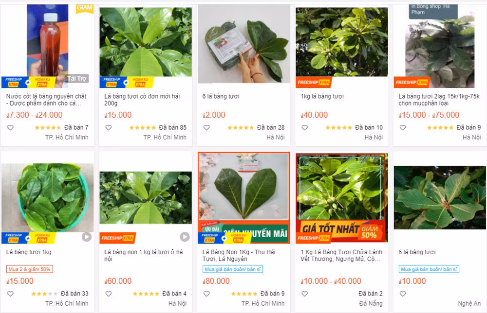 Thời gian gần đây, lá bàng tươi lại được rao bán trên chợ mạng với giá khá đắt đỏ khiến nhiều người không khỏi ngạc nhiên. Ảnh: Vietnamnet