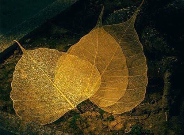 Lá bồ đề dát vàng cũng là mặt hàng được bán nhiều trên mạng. Những chiếc lá từ cây bồ đề rụng xuống sân, được lượm lại, ngâm trong bùn sét để rũ bỏ hết thân lá chỉ còn lại các gân lá rồi dát vàng lên. Ảnh: Internet