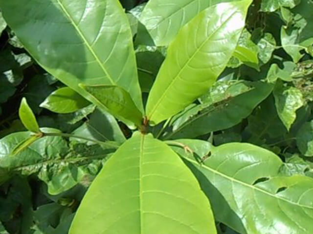 Người bán cho biết, lá bàng non có rất nhiều công dụng chữa mụn nhọt, viêm răng lợi, viêm họng, nhiệt miệng, viêm nhiễm phụ khoa, mụn mủ...Ảnh: Internet.