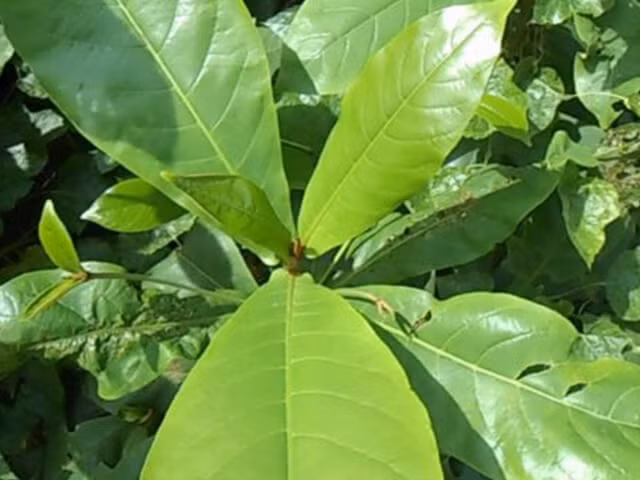 Người bán cho biết, lá bàng non có rất nhiều công dụng chữa mụn nhọt, viêm răng lợi, viêm họng, nhiệt miệng, viêm nhiễm phụ khoa, mụn mủ...Ảnh: Internet.