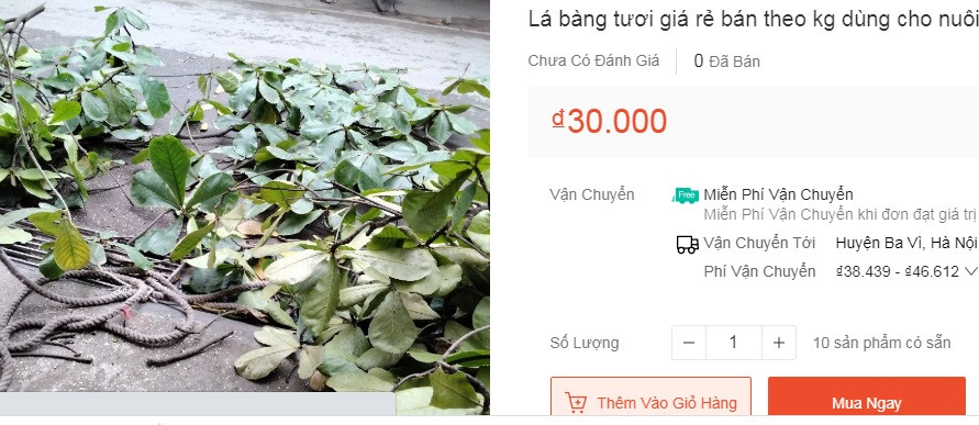 Trên các sàn thương mại điện tử như Lazada, Shopee... lá bàng tươi được rao bán rầm rộ, với giá bán dao động từ 10.000-80.000 đồng/kg. Đáng ngạc nhiên, mặt hàng kỳ lạ này đã nhận được sự quan tâm của một số người tiêu dùng. Ảnh chụp màn hình
