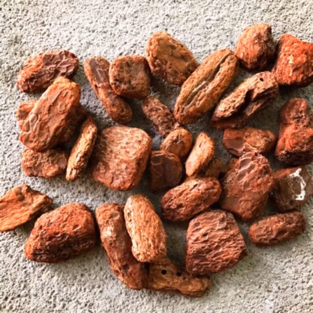 Vỏ thông đỏ được các nhà vườn bán khá nhiều trên shop online. Vỏ thông đỏ chứa resin có tính sát khuẩn cao, lâu mục, không đóng rêu, ít có mầm bệnh, có độ thông thoáng tốt nên được người chơi lan thường mua về sử dụng. Ảnh: Internet