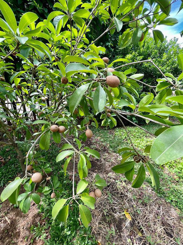 Cây hồng xiêm trong vườn cho quả sai trĩu cành. Ảnh: FBNV