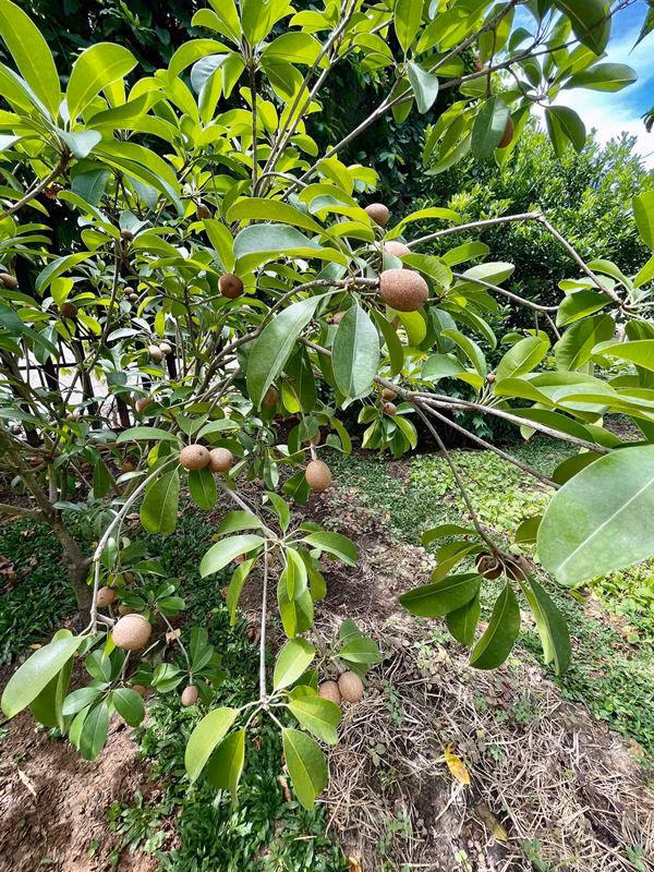 Cây hồng xiêm trong vườn cho quả sai trĩu cành. Ảnh: FBNV