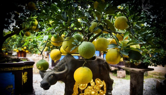 Mỗi cây "trâu cõng bưởi" có giá dao động từ 7-10 triệu đồng. Ảnh: Người đưa tin.