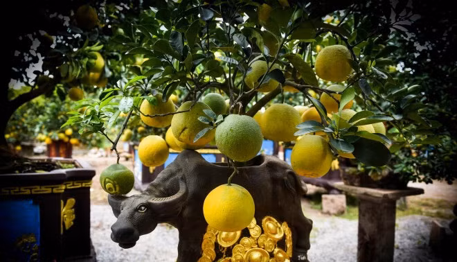 Mỗi cây "trâu cõng bưởi" có giá dao động từ 7-10 triệu đồng. Ảnh: Người đưa tin.