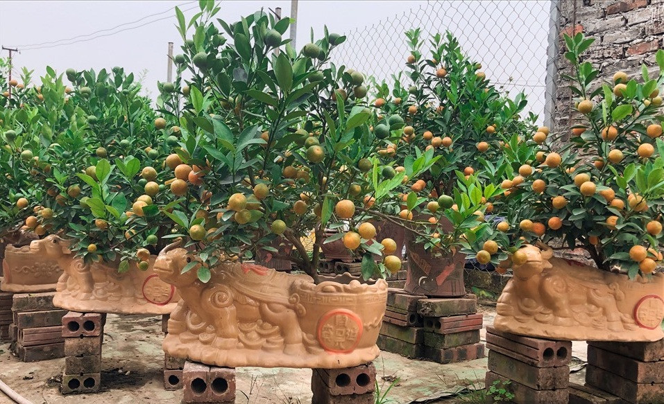 Không chỉ trâu cõng bưởi, các mẫu trâu cõng quất cũng được nhiều khách hàng đặt sơm tại các nhà vườn. Ảnh: Lao động.