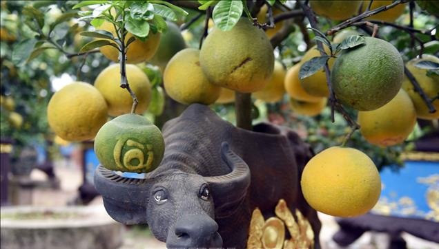 Các chậu bưởi cảnh mang tên “Trâu cõng bưởi” có ý nghĩa mang lại sức khỏe dẻo dai, bền bỉ là sản phẩm độc đáo được nhiều người đặt mua trong dịp Tết Tân Sửu 2021. Ảnh: TTXVN.