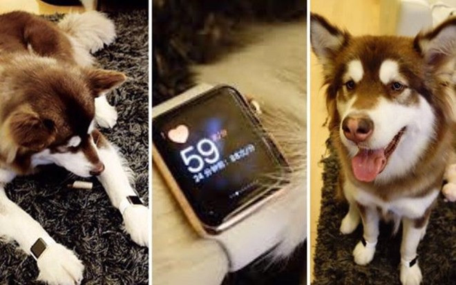Vương Tư Thông từng gây sốc khi chi tiền mua hai chiếc đồng hồ Apple Watch mạ vàng và cả chục chiếc iPhone cho chú chó cưng.