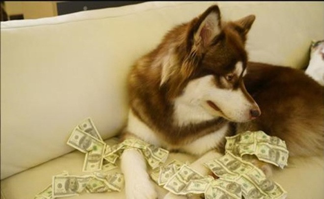 Bức ảnh chú chó cưng bên đống tiền USD từng gây xôn xao dư luận của Vương Tư Thông.