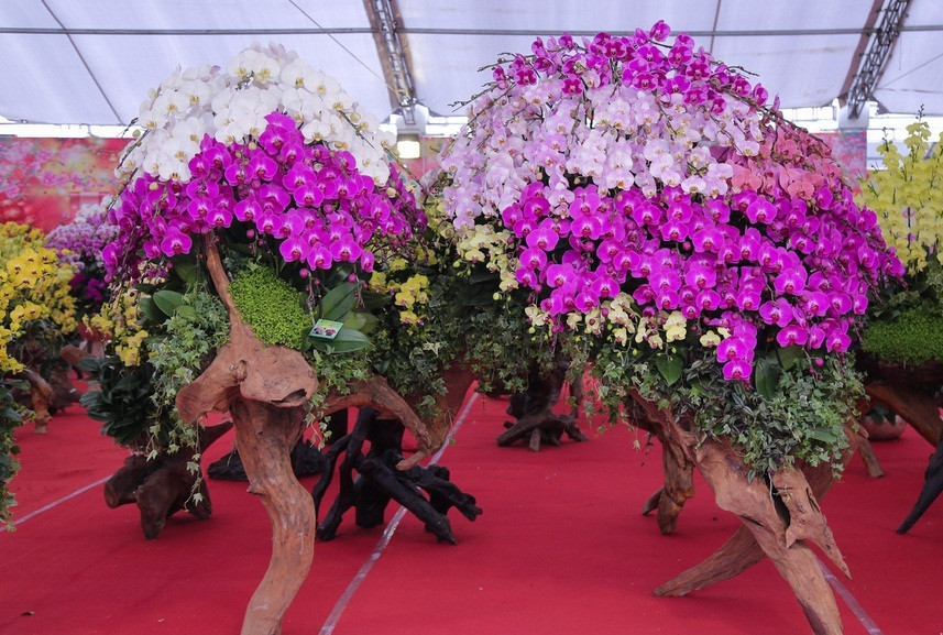 Do mỗi chậu lan có một cách sáng tạo riêng nên giá cả cũng khác nhau, giá thấp từ 20 - 30 - 40 triệu đồng/chậu, cao đến gần 100 triệu đồng/chậu. Ảnh: Zing.