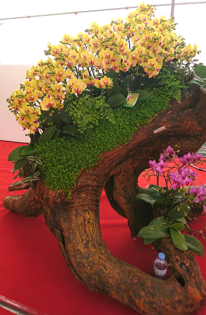 Lan hồ điệp trồng trên gỗ lụa được nhận định có tính thẩm mỹ cao, tuy nhiên, lại kén khách vì không phải ai cũng sẵn sàng bỏ ra số tiền lớn để sở hữu. Ảnh: Kinhtedothi.